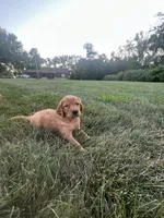 Bailey, a female Golden Retriever for sale in Rock Rapids, IA – 1 of 2