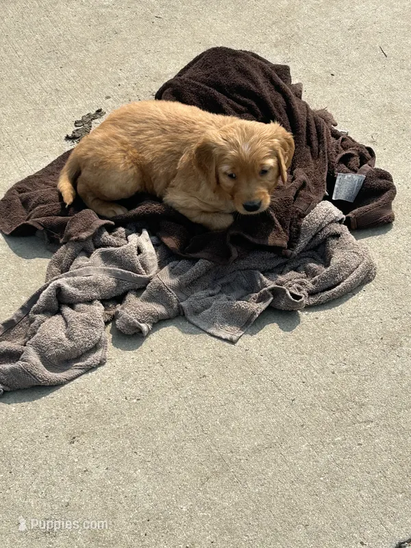 Oliver – Golden Retriever puppy for sale in Rock Rapids, IA