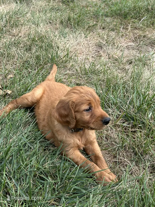 Charlie – Golden Retriever puppy for sale in Rock Rapids, IA