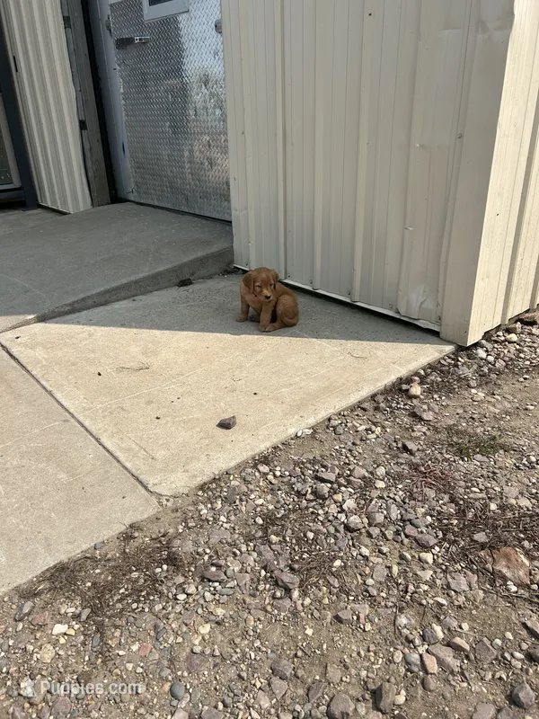 Sky – Golden Retriever puppy for sale in Rock Rapids, IA