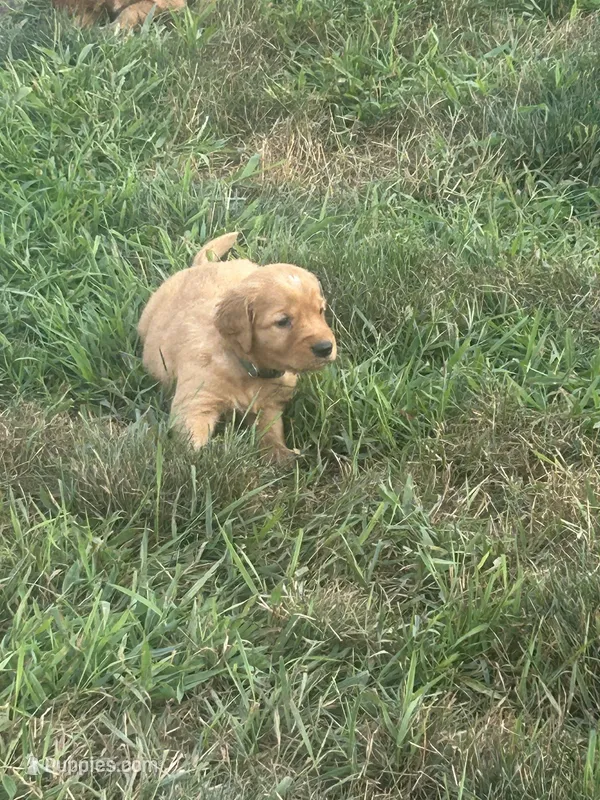 Rusty – Golden Retriever puppy for sale in Rock Rapids, IA