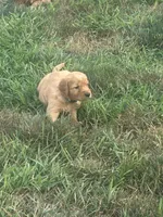 Rusty, a male Golden Retriever for sale in Rock Rapids, IA – 1 of 2