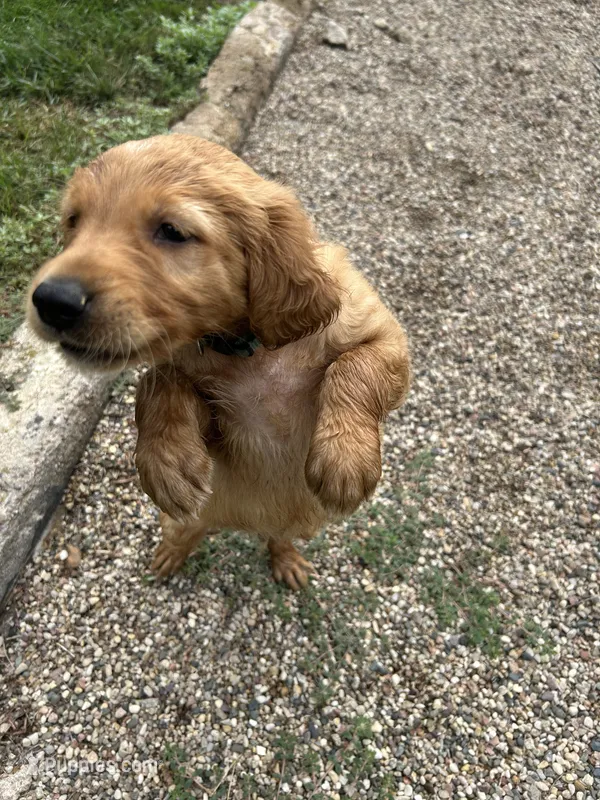Oliver – Golden Retriever puppy for sale in Rock Rapids, IA
