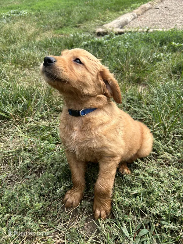 Tucker – Golden Retriever puppy for sale in Rock Rapids, IA