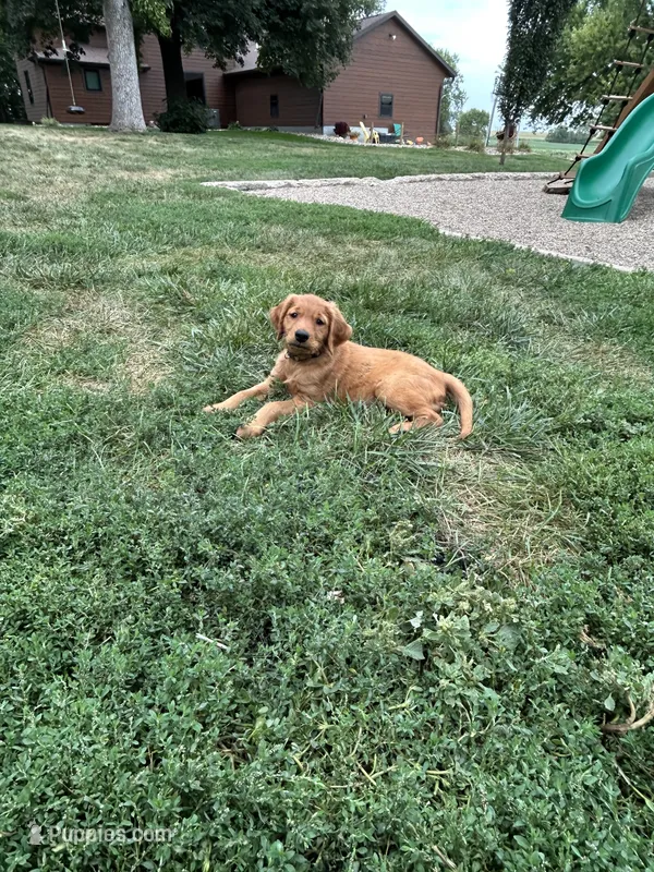 Charlie – Golden Retriever puppy for sale in Rock Rapids, IA