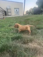 Rusty, a male Golden Retriever for sale in Rock Rapids, IA – 2 of 2