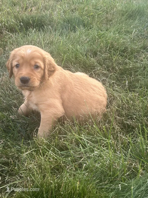 Cooper – Golden Retriever puppy for sale in Rock Rapids, IA