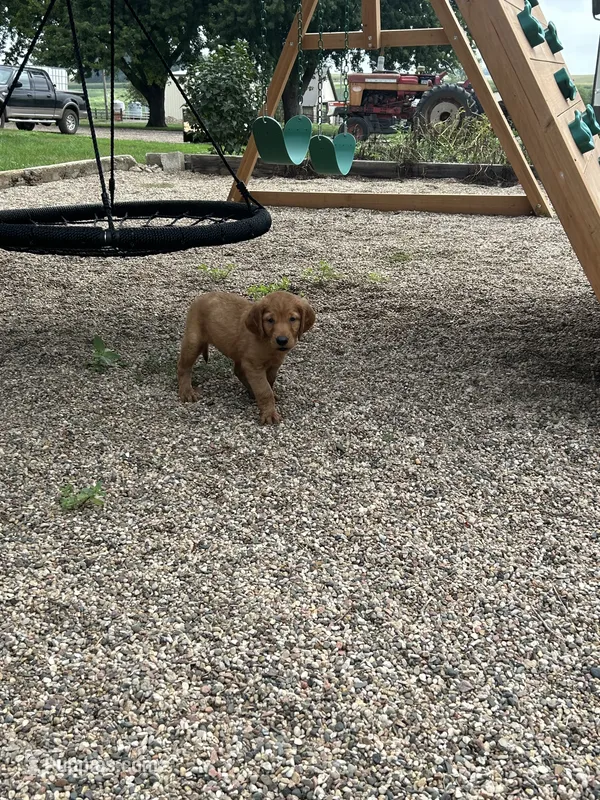 Teddy – Golden Retriever puppy for sale in Rock Rapids, IA