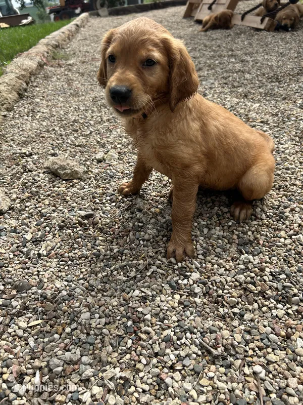 Bailey – Golden Retriever puppy for sale in Rock Rapids, IA