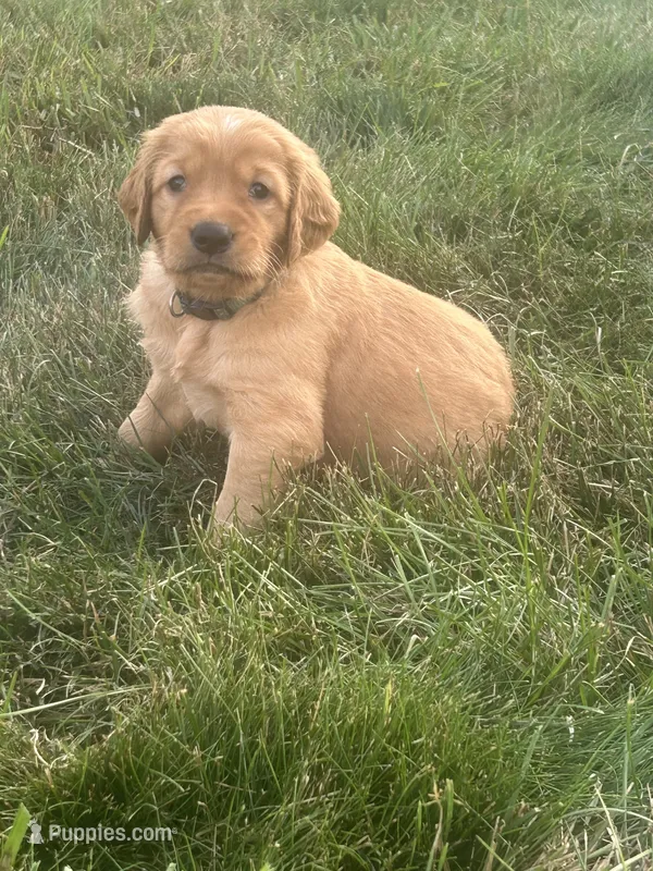 Cooper – Golden Retriever puppy for sale in Rock Rapids, IA