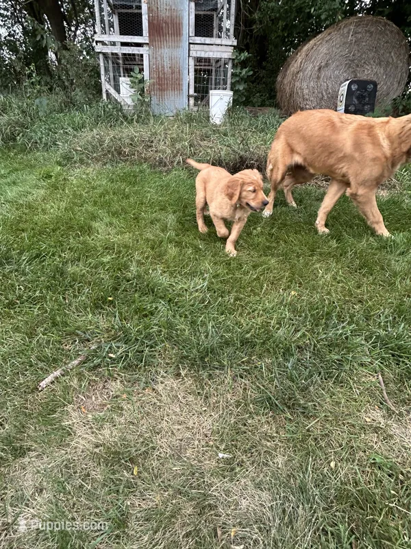 Oliver – Golden Retriever puppy for sale in Rock Rapids, IA
