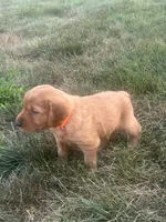 Trapper, a male Golden Retriever for sale in Rock Rapids, IA – 2 of 2