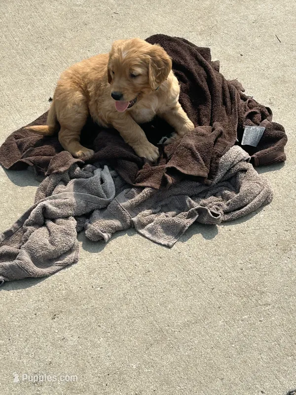 Oliver – Golden Retriever puppy for sale in Rock Rapids, IA