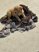 Oliver, a male Golden Retriever for sale in Rock Rapids, IA – 2 of 2