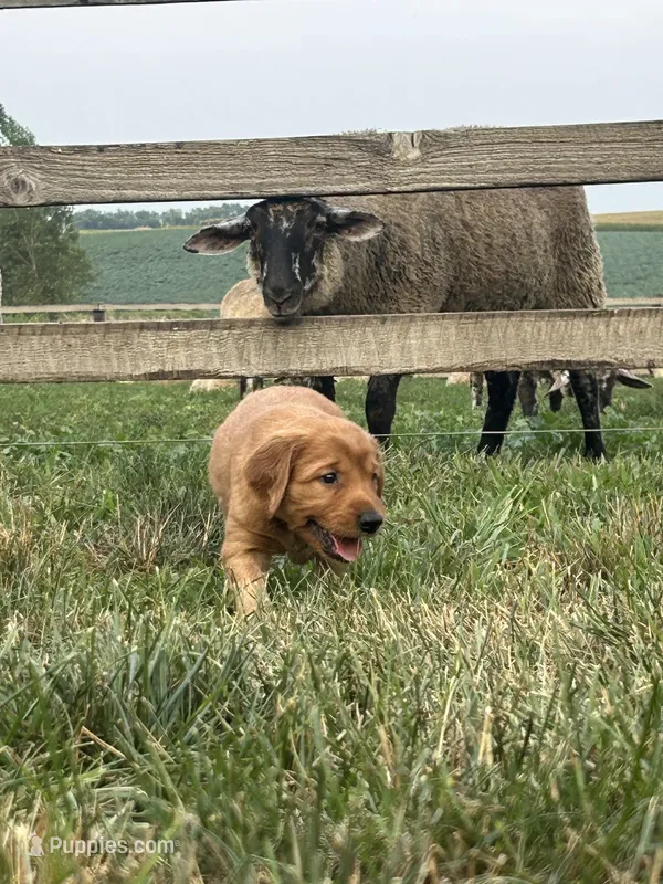 Teddy – Golden Retriever puppy for sale in Rock Rapids, IA