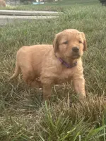 Sky, a female Golden Retriever for sale in Rock Rapids, IA – 3 of 3