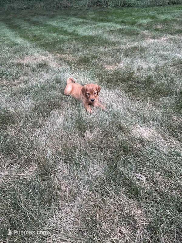 Bailey – Golden Retriever puppy for sale in Rock Rapids, IA