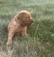 Charlie, a male Golden Retriever for sale in Rock Rapids, IA – 2 of 2