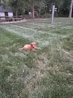 Teddy, a male Golden Retriever for sale in Rock Rapids, IA – 3 of 3