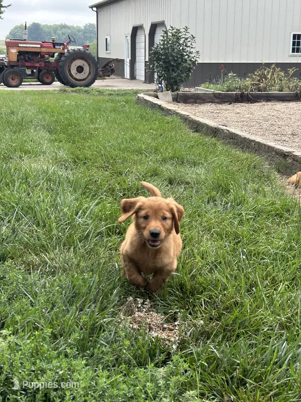 Trapper – Golden Retriever puppy for sale in Rock Rapids, IA