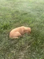 Bailey, a female Golden Retriever for sale in Rock Rapids, IA – 2 of 2