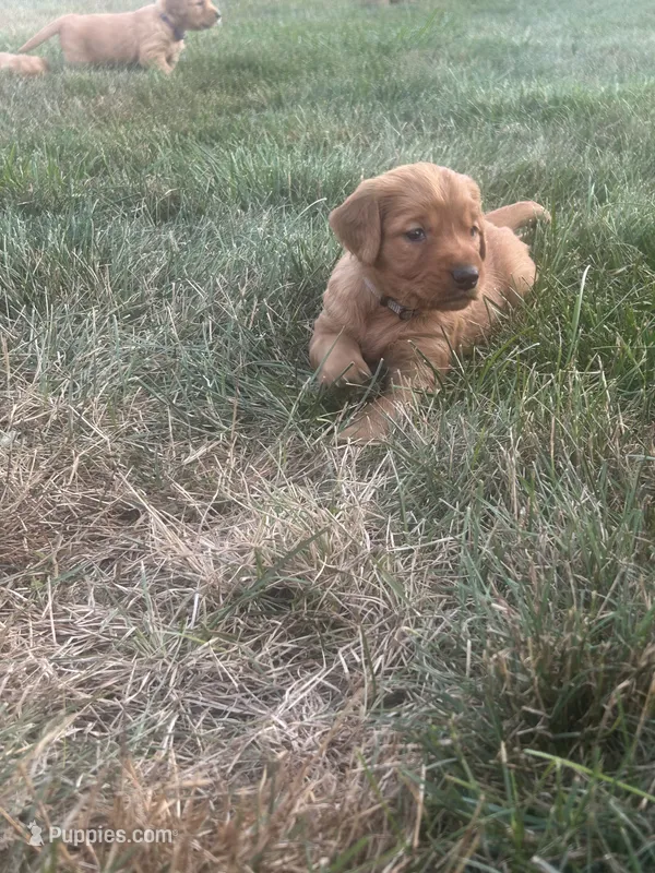 Charlie – Golden Retriever puppy for sale in Rock Rapids, IA