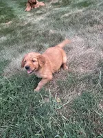Tucker, a male Golden Retriever for sale in Rock Rapids, IA – 2 of 2