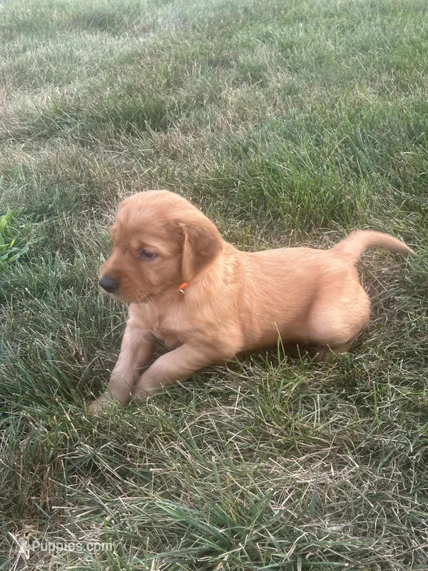 Trapper – Golden Retriever puppy for sale in Rock Rapids, IA