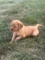Trapper, a male Golden Retriever for sale in Rock Rapids, IA – 1 of 2