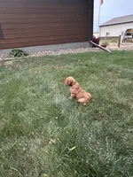 Teddy, a male Golden Retriever for sale in Rock Rapids, IA – 2 of 3