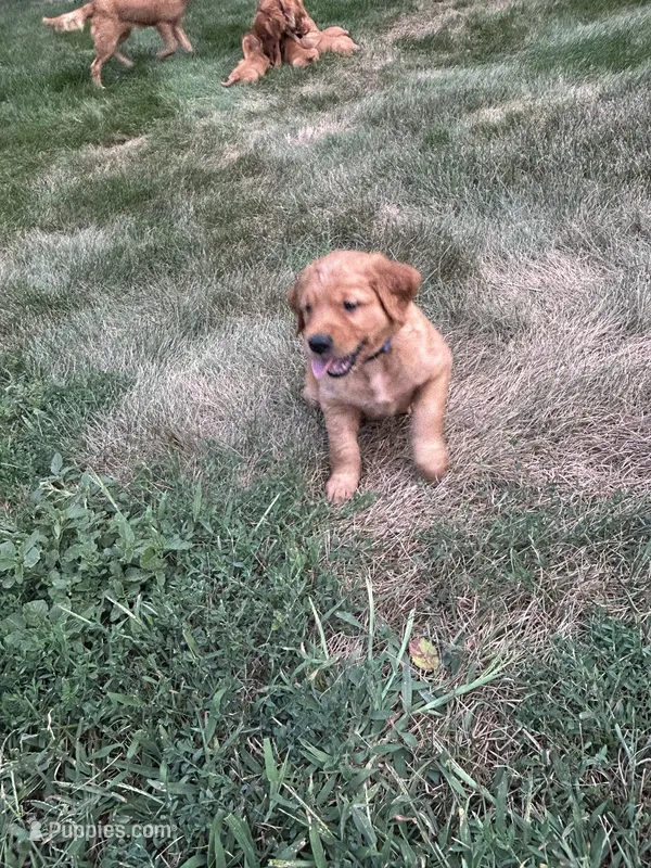 Tucker – Golden Retriever puppy for sale in Rock Rapids, IA