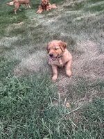 Tucker, a male Golden Retriever for sale in Rock Rapids, IA – 1 of 2