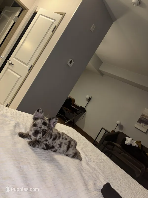 Oreo – French Bulldog puppy for sale in Fairfax Station, VA