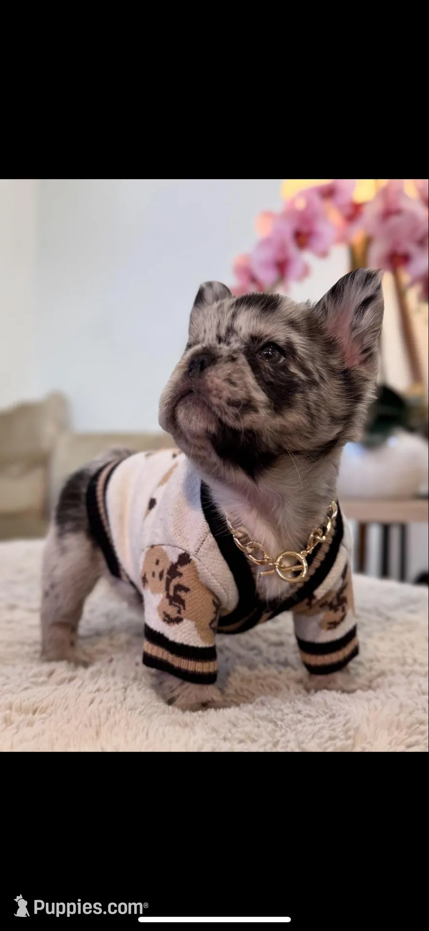 Oreo, a female French Bulldog for sale in Fairfax Station, VA – Photo 2 of 2