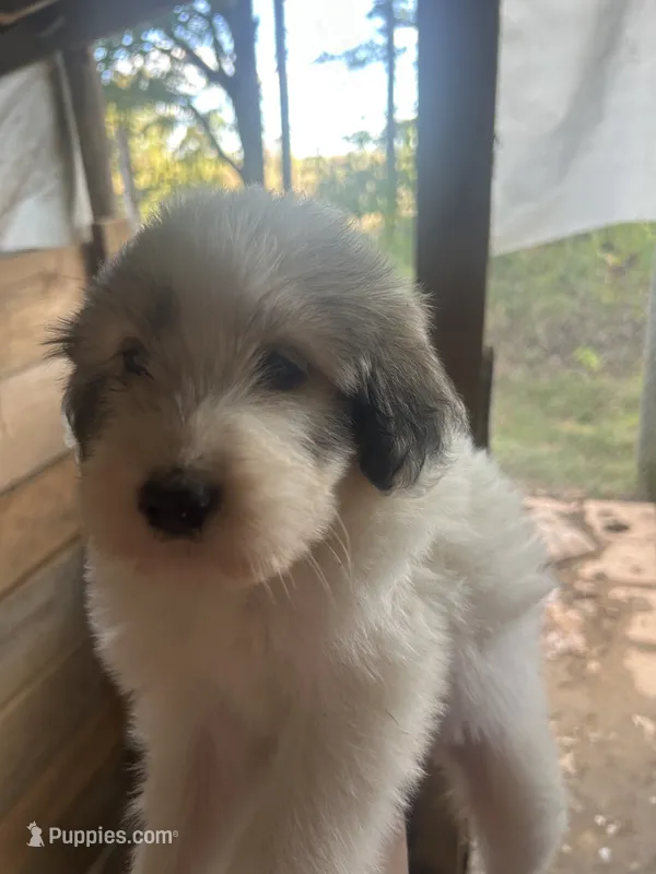 Willow – Great Pyrenees, Poodle - Multi-Colored Standard puppy for sale in Scottsburg, VA