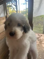 Willow, a female Great Pyrenees and Poodle - Multi-Colored Standard for sale in Scottsburg, VA – 1 of 1