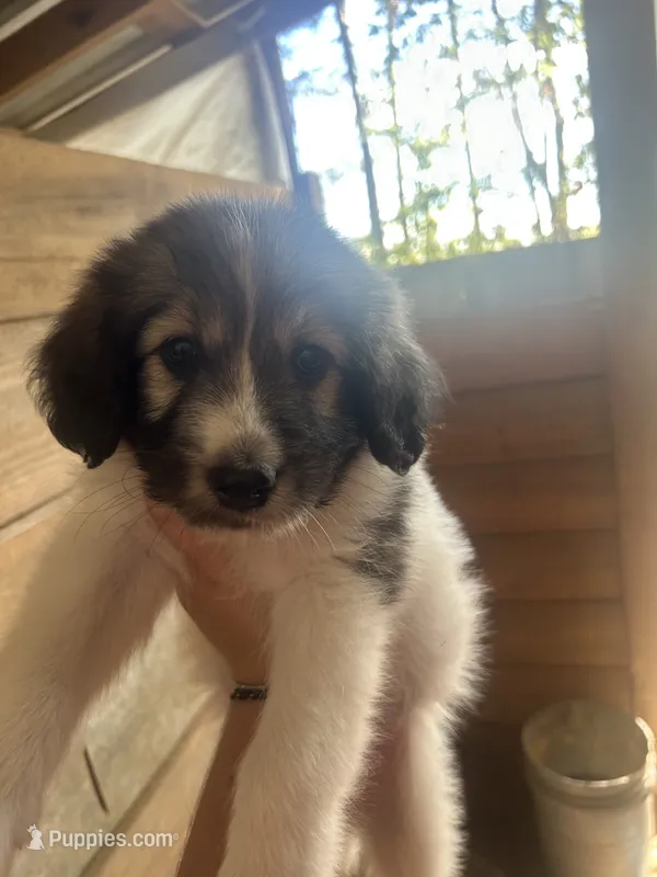 Max – Great Pyrenees, Poodle - Multi-Colored Standard puppy for sale in Scottsburg, VA
