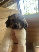 Bella, a female Great Pyrenees and Poodle - Multi-Colored Standard for sale in Scottsburg, VA – 1 of 1