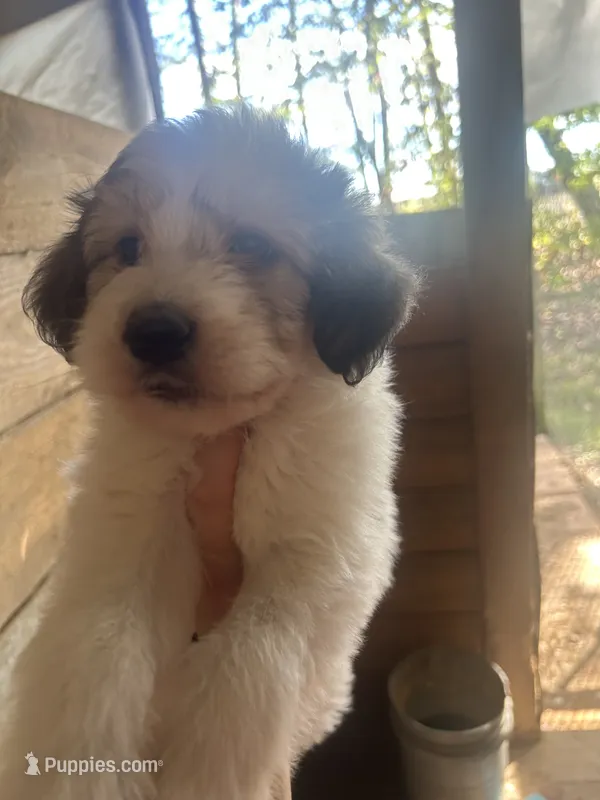 Daisy – Great Pyrenees, Poodle - Multi-Colored Standard puppy for sale in Scottsburg, VA