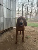 5 females; 3 males, a male Redbone Coonhound for sale in Scottsburg, VA – Photo 9 of 9