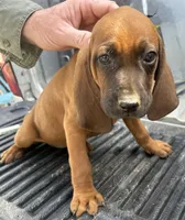 3 females, a male Redbone Coonhound for sale in Scottsburg, VA – Photo 5 of 7