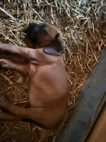 5 females; 3 males, a male Redbone Coonhound for sale in Scottsburg, VA – Photo 7 of 9