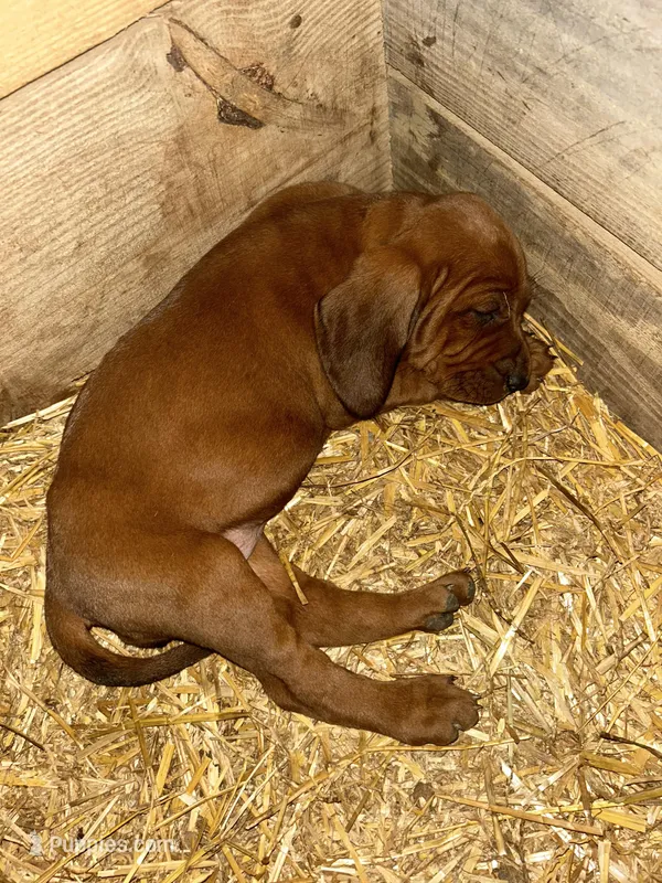 5 females; 3 males – Redbone Coonhound puppy for sale in Scottsburg, VA