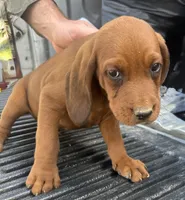 3 females, a male Redbone Coonhound for sale in Scottsburg, VA – Photo 3 of 7
