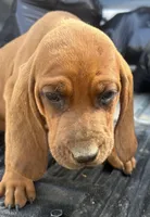 3 females, a male Redbone Coonhound for sale in Scottsburg, VA – Photo 2 of 7