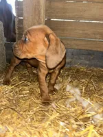 5 females; 3 males, a male Redbone Coonhound for sale in Scottsburg, VA – Photo 6 of 9
