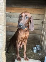 5 females; 3 males, a male Redbone Coonhound for sale in Scottsburg, VA – Photo 8 of 9