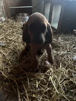 5 females; 3 males, a male Redbone Coonhound for sale in Scottsburg, VA – Photo 4 of 9