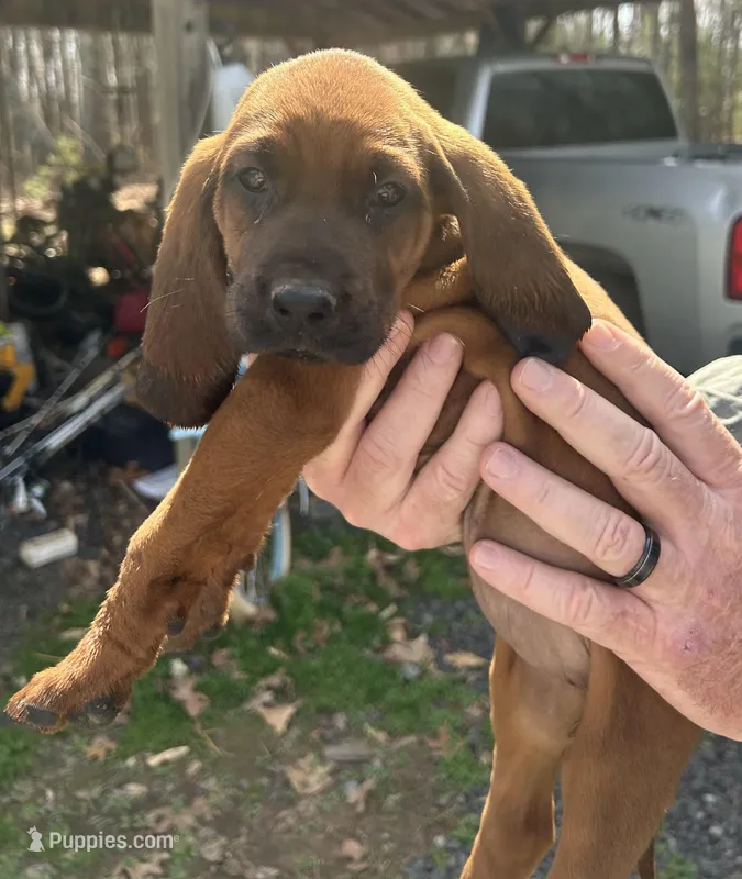 3 females – Redbone Coonhound puppy for sale in Scottsburg, VA