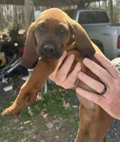 3 females, a male Redbone Coonhound for sale in Scottsburg, VA – Photo 1 of 7